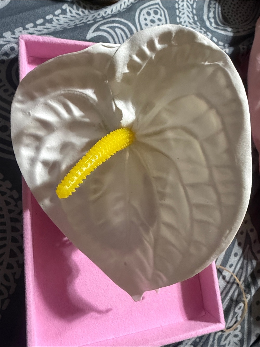 Anthurium  claw clip